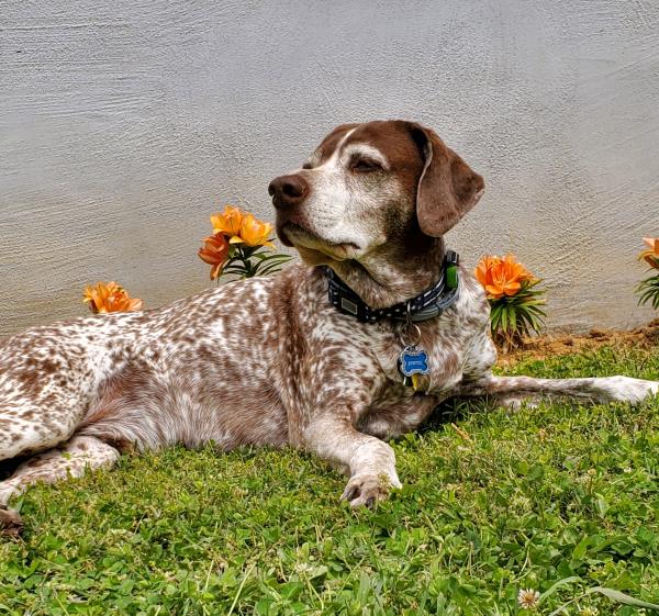 /images/uploads/southeast german shorthaired pointer rescue/segspcalendarcontest2021/entries/21839thumb.jpg